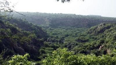 Gurgaon, India –August 17, 2014: While developers holding land in Mangar are making all possible efforts to prove that the area does not have forest, a ground visit shows that most of the land in question lies in the thick of wild Aravalli vegetation, in Gurgaon, India, on Sunday, August 17, 2014. (Photo by Manoj Kumar/ Hindustan Times) Gurgaon, India –August 17, 2014: While developers holding land in Mangar are making all possible efforts to prove that the area does not have forest, a ground visit shows that most of the land in question lies in the thick of wild Aravalli vegetation, in Gurgaon, India, on Sunday, August 17, 2014. (Photo by Manoj Kumar/ Hindustan Times)