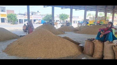 In Punjab, the restrictions are likely to affect the aromatic basmati variety 1509 which has started arriving in the state mandis. (HT photo) In Punjab, the restrictions are likely to affect the aromatic basmati variety 1509 which has started arriving in the state mandis. (HT photo)