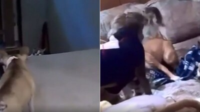 The image shows an interaction between a cat and a dog. (Reddit/@BakShup) The image shows an interaction between a cat and a dog. (Reddit/@BakShup)