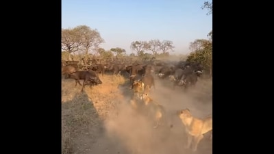 Buffalo herd engages in a fierce battle with lion pride. (YouTube/Latest Sightings) Buffalo herd engages in a fierce battle with lion pride. (YouTube/Latest Sightings)