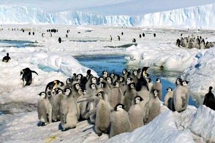 Up to 10,000 emperor penguin chicks are estimated to have been killed in the Antarctic (AP) Up to 10,000 emperor penguin chicks are estimated to have been killed in the Antarctic (AP)