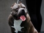 A 30-year-old man was arrested on Thursday on suspicion of having dogs dangerously out of control, said Staffordshire Police.