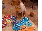 'Talking' dog Cooper with the variety of buttons she uses to communicate. 'Talking' dog Cooper with the variety of buttons she uses to communicate.