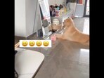 The image shows a dog sitting in front of a mirror with a tiny purse. The image shows a dog sitting in front of a mirror with a tiny purse.