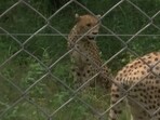 Nine cheetahs died in Kuno National Park since March this year.