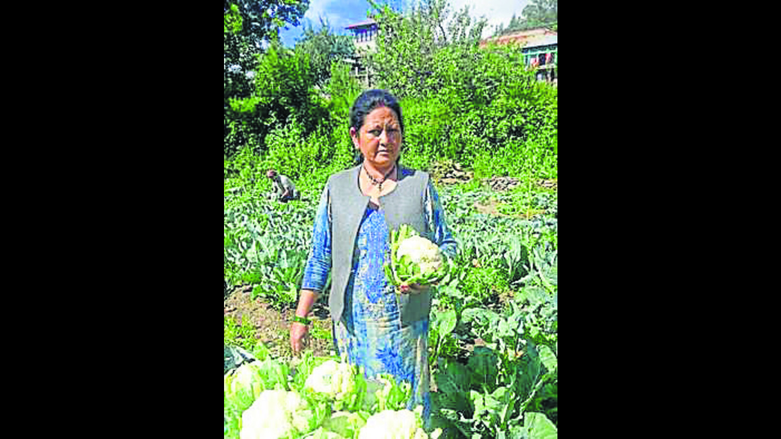 Chemical-free veggies being sold on wheels in Shimla - Vimarsana News
