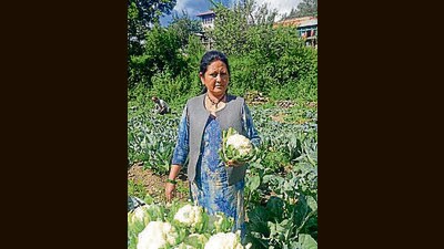 A woman with a cauliflower grown organically without chemicals. (HT Photo) A woman with a cauliflower grown organically without chemicals. (HT Photo)