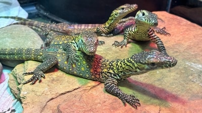 The image shows some of the Komodo dragons that were born in the zoo. (Facebook/@ZooTampa at Lowry Park) The image shows some of the Komodo dragons that were born in the zoo. (Facebook/@ZooTampa at Lowry Park)