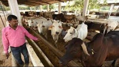 Following the spike in cases, the Pune Zilla Parishad has asked all Gram Panchayats in the district to conduct vector-borne disease control and prevention activities. (REPRESENTATIVE PIC) Following the spike in cases, the Pune Zilla Parishad has asked all Gram Panchayats in the district to conduct vector-borne disease control and prevention activities. (REPRESENTATIVE PIC)