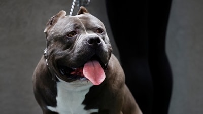 A 30-year-old man was arrested on Thursday on suspicion of having dogs dangerously out of control, said Staffordshire Police. (REUTERS)