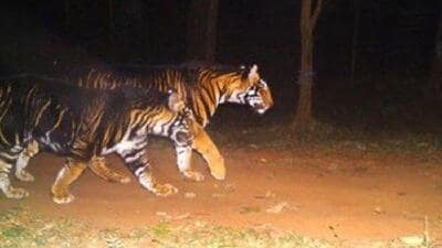 Odisha’s chief wildlife warden SK Popli said the latest national estimate may not be a true reflection of the presence, habitat occupancy and numbers of tigers in Odisha (X/rameshpandeyifs) Odisha’s chief wildlife warden SK Popli said the latest national estimate may not be a true reflection of the presence, habitat occupancy and numbers of tigers in Odisha (X/rameshpandeyifs)