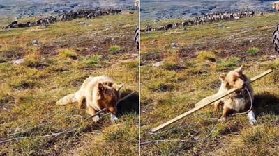 The image shows a dog chewing a stick. (Reddit/@reindeerareawesome)