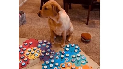 'Talking' dog Cooper with the variety of buttons she uses to communicate. (@the chattylab) 'Talking' dog Cooper with the variety of buttons she uses to communicate. (@the chattylab)