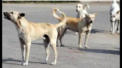 So far, stray dogs had attacked 20-25 people in this and a nearby housing society, claimed a resident. (Pic for representation)