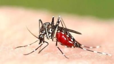 The Aedes egypti mosquito which causes dengue (HT File Photo)