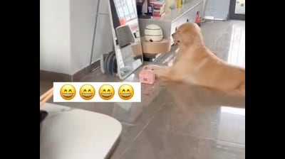 The image shows a dog sitting in front of a mirror with a tiny purse. (Screengrab) The image shows a dog sitting in front of a mirror with a tiny purse. (Screengrab)