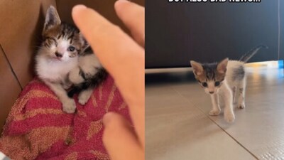 Snapshot of the cat that was rescued. (Instagram/@ Ricardo Gorski) Snapshot of the cat that was rescued. (Instagram/@ Ricardo Gorski)