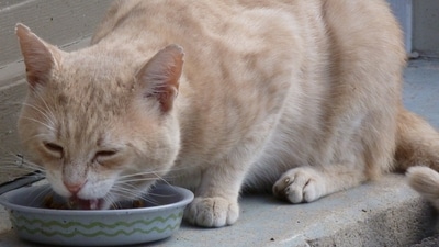 So, are vegan diets really more healthy for cats? When we start to pick apart the findings, we see the evidence is far from conclusive. (Pixabay)
