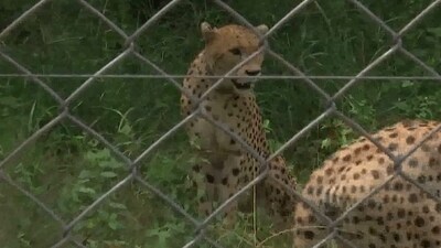 Nine cheetahs died in Kuno National Park since March this year. (ANI) Nine cheetahs died in Kuno National Park since March this year. (ANI)