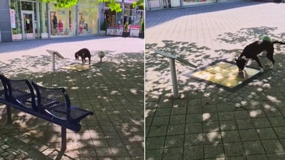 The image shows a dog jumping on musical tiles. (X/@dog_rates) The image shows a dog jumping on musical tiles. (X/@dog_rates)
