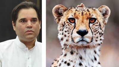 BJP MP Varun Gandhi criticised the government on the death of cheetahs. BJP MP Varun Gandhi criticised the government on the death of cheetahs.