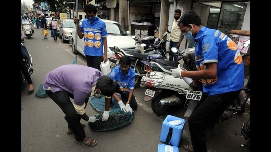 The civic body receives 15 to 20 complaints daily about injured and ailing stray animals. (HT PHOTO)