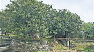 A banyan tree at the Baba Nyarm Das Gaushala in Manesar is said to be over 100 years old. (Parveen Kumar/HT) A banyan tree at the Baba Nyarm Das Gaushala in Manesar is said to be over 100 years old. (Parveen Kumar/HT)