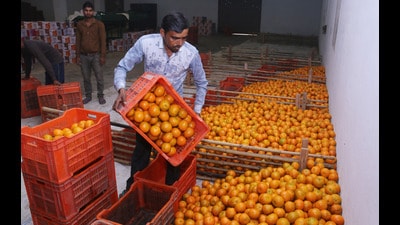 After brewing a success story of the crafted kinnow-flavoured aromatic gin in May this year, Punjab Agro Industries Corporation Limited (PAIC), a state-run agri-processing organisation, is elated after its in-house team has developed two juice variants of the ‘king fruit’ after stabilising its bitterness in taste. (HT File)