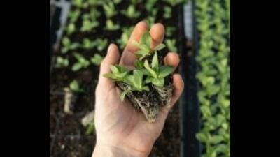 The AYUSH department has been tasked with setting up the parks in Himachal o grow medicinal plants. (HT File) The AYUSH department has been tasked with setting up the parks in Himachal o grow medicinal plants. (HT File)