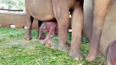 Baby elephant taking tiny first steps. (X/@susantananda3)