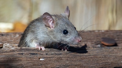 Railways say work is more of a preventive nature rather than actively catching rodents. (Photo by Joshua J. Cotten on Unsplash/Representative Image) Railways say work is more of a preventive nature rather than actively catching rodents. (Photo by Joshua J. Cotten on Unsplash/Representative Image)