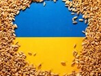 Ukrainian flag is covered with grains in this picture illustration.