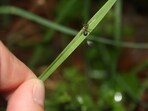 Scientists have discovered that the lancet liver fluke parasite, notorious for turning ants into 