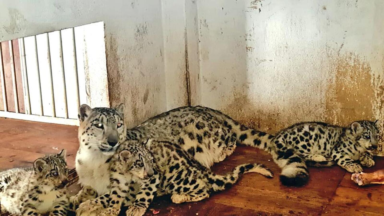 Virus outbreak at Bengaluru's Bannerghtta park kills 7 leopard cubs | Latest News India - Vimarsana News