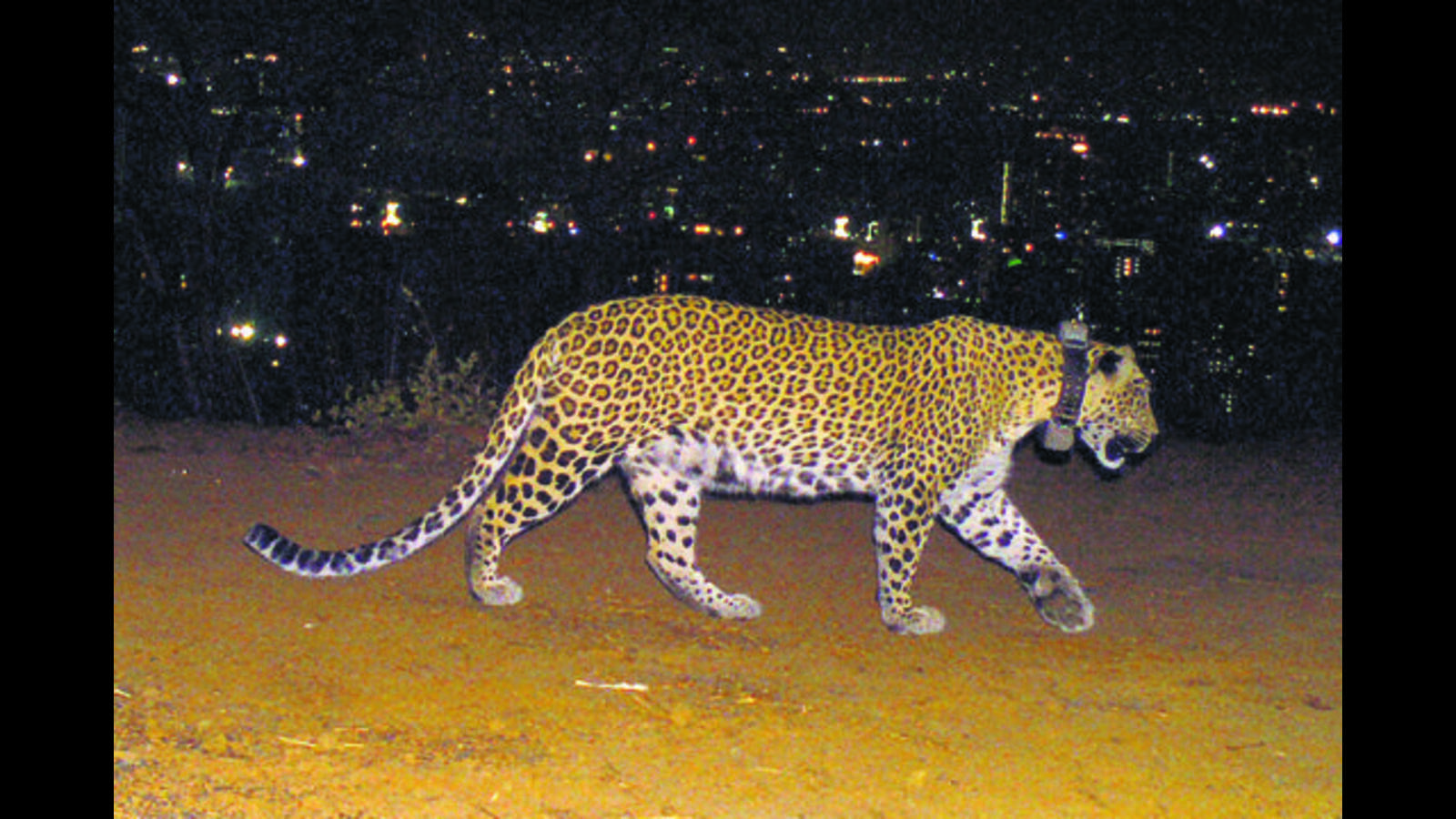 Tirupati: 2 of 4 leopards nabbed not maneaters, say officials - Vimarsana News