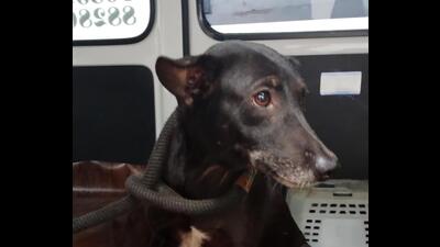Mumbra man booked for animal cruelty for alleged sex with dog Mumbra man booked for animal cruelty for alleged sex with dog