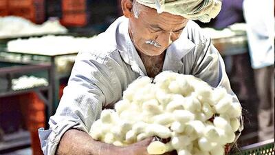 Himachal industry minister said there was no proposal before the government to provide MSP for cocoons at this point. (HT File) Himachal industry minister said there was no proposal before the government to provide MSP for cocoons at this point. (HT File)