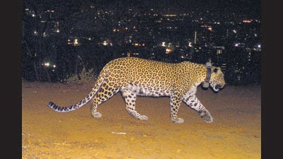 The forest officials released one of them in Gundla Brahmeswaram Wildlife Sanctuary and shifted another leopard to Indira Gandhi Zoo in Visakhapatnam (HT Archives)