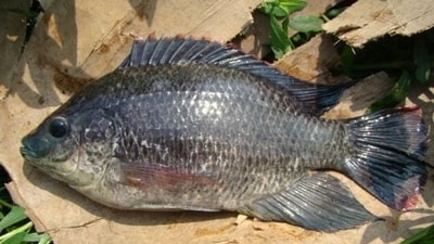 Laura Barajas, a 40-year-old resident of San Jose, California, fell seriously ill after eating undercooked tilapia, leading to a life-threatening condition. (HT) Laura Barajas, a 40-year-old resident of San Jose, California, fell seriously ill after eating undercooked tilapia, leading to a life-threatening condition. (HT)