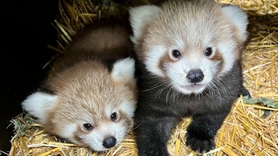 Rare red panda twins were born in June in a safari park in the United Kingdom. They are developing well. (Instagram/@longleatofficial)