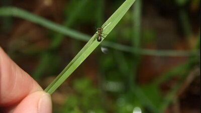 Scientists have discovered that the lancet liver fluke parasite, notorious for turning ants into "zombies" by manipulating their brains, is even more cunning. (University of Copenhagen) Scientists have discovered that the lancet liver fluke parasite, notorious for turning ants into "zombies" by manipulating their brains, is even more cunning. (University of Copenhagen)