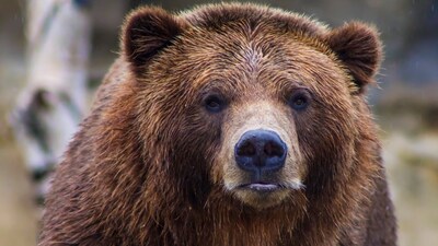 A black bear entered someone's home in Florida and ate their snacks. (Unsplash)
