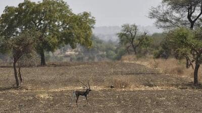 Marathwada, India - March 22, 2016: A Black Buck seen roaming on dry farm land in Georai tehsil in Marathwada, India, on Tuesday, March 22, 2016. (Photo by Arijit Sen/ Hindustan Times) (Hindustan Times) Marathwada, India - March 22, 2016: A Black Buck seen roaming on dry farm land in Georai tehsil in Marathwada, India, on Tuesday, March 22, 2016. (Photo by Arijit Sen/ Hindustan Times) (Hindustan Times)