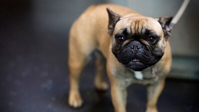 Symptoms of Brucella canis in dogs can include lethargy, premature aging, and back pain, although some dogs may not exhibit any symptoms at all. (REUTERS)