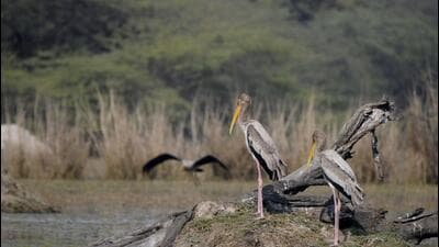 Officials said the sculptures will mainly depict those birds that are already there at the park to create awareness among the visitors. (HT Archive) Officials said the sculptures will mainly depict those birds that are already there at the park to create awareness among the visitors. (HT Archive)