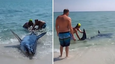 A group of beachgoers in Florida were seen rescuing a giant mako shark stranded on the sand in a dramatic video (Matt Devitt WINK Weather/Facebook via Tina Fey) A group of beachgoers in Florida were seen rescuing a giant mako shark stranded on the sand in a dramatic video (Matt Devitt WINK Weather/Facebook via Tina Fey)
