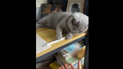 The image shows a cat lying on a table with one of its paws kept on a pen. (Reddit/@tommos) The image shows a cat lying on a table with one of its paws kept on a pen. (Reddit/@tommos)