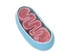 Mature sperm lack intact mitochondrial DNA: Study