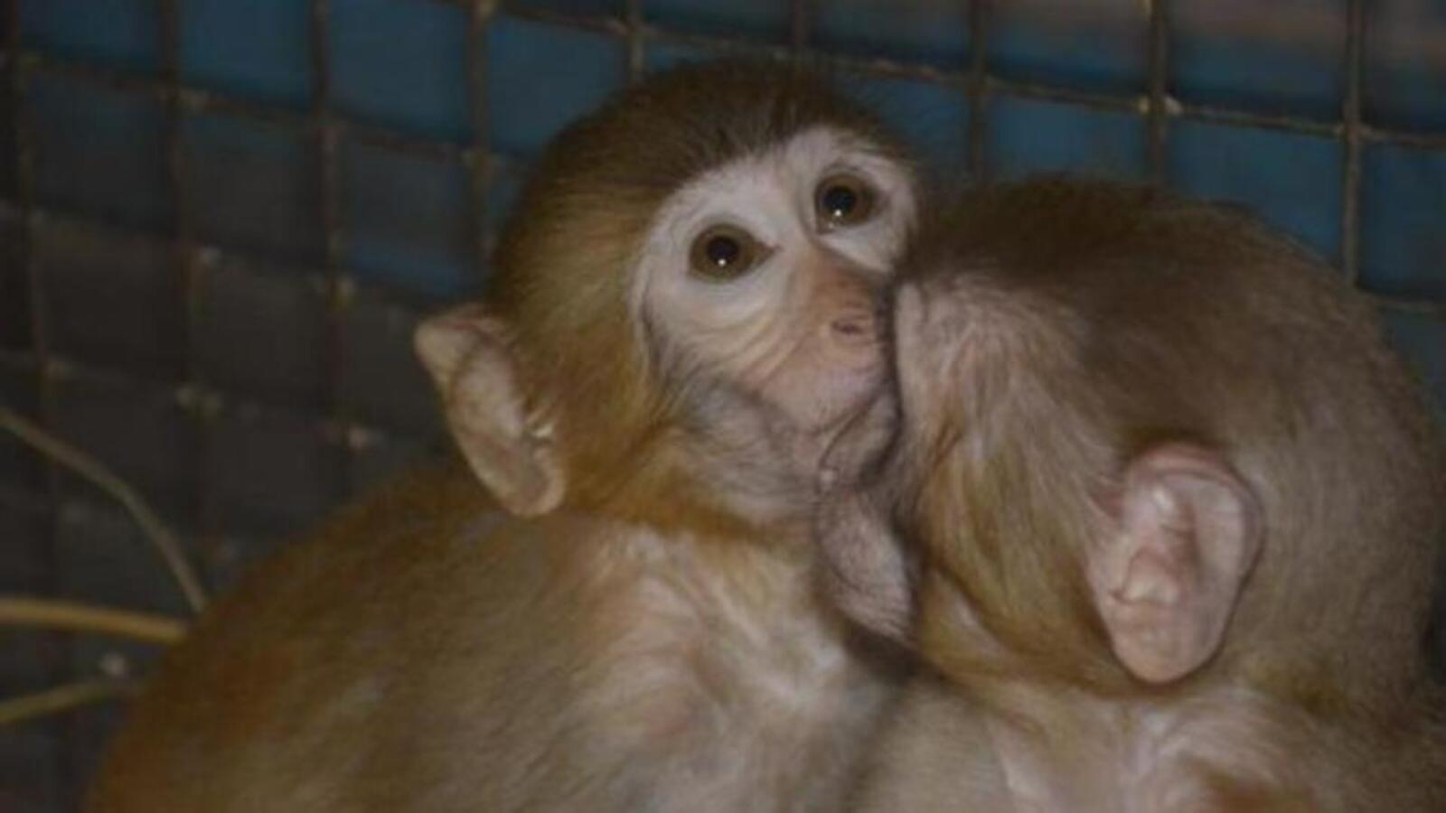 No more monkey business: Himachal forms panel to reign in stray dogs, monkeys - Vimarsana News