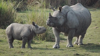World Rhino Day 2023: Date, history, significance (AP Photo) World Rhino Day 2023: Date, history, significance (AP Photo)